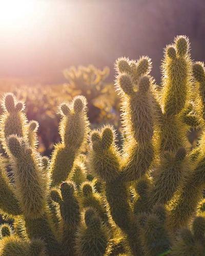 Sunset Yoga